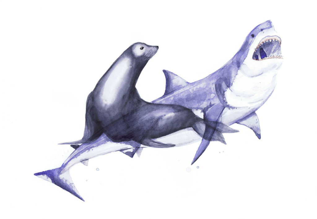Tiburón vs. Foca